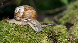 Die Weinbergschnecke kann eine Größe von bis zu fünf Zentimetern erreichen. Sie ist damit die größte hiesige Land-Gehäuseschnecke