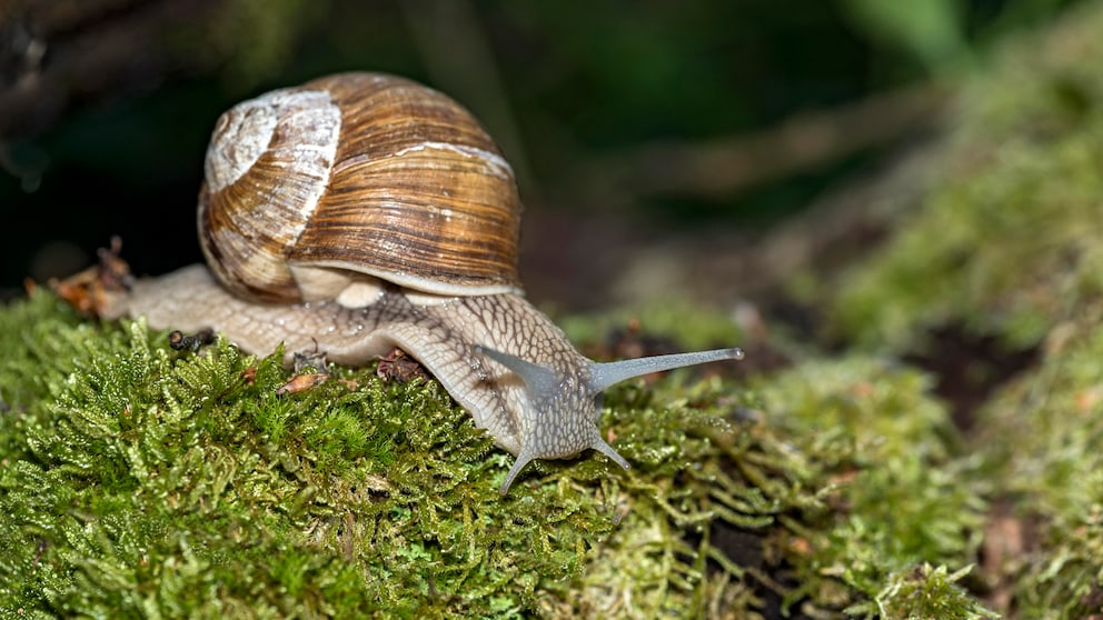 Die Weinbergschnecke kann eine Größe von bis zu fünf Zentimetern erreichen. Sie ist damit die größte hiesige Land-Gehäuseschnecke