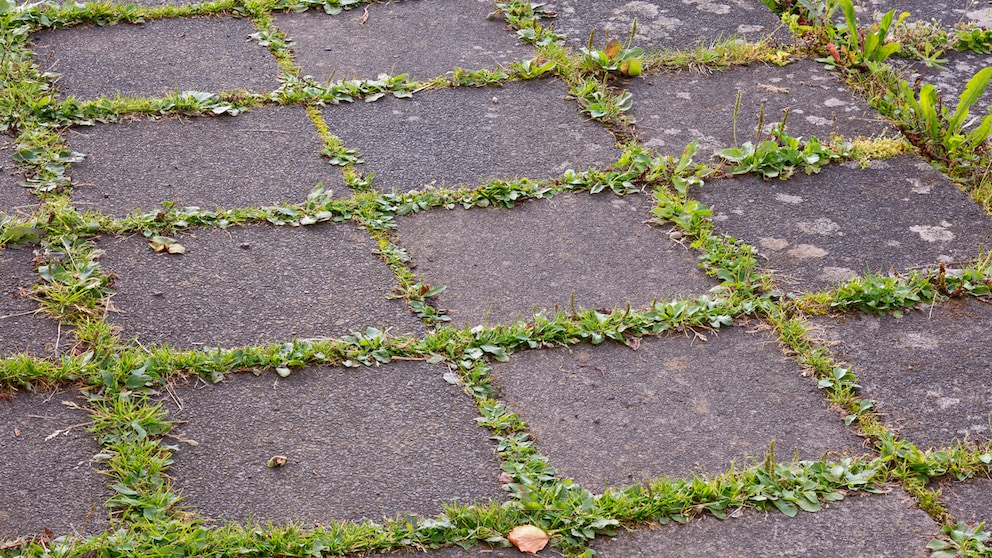 Unkraut zwischen Steinplatten