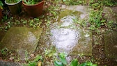 Auch nach einem Regen sollte man seine Pflanzen im Garten gießen