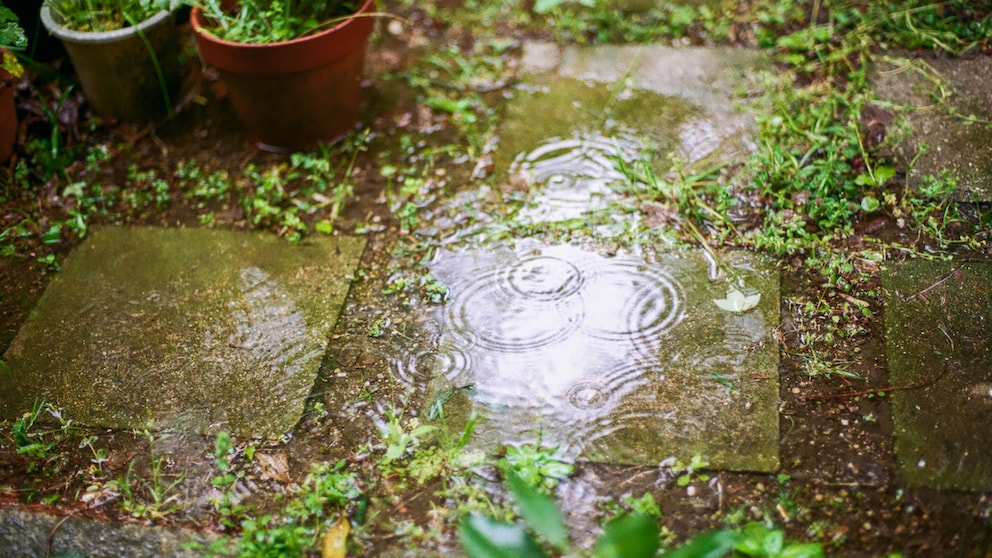 Auch nach einem Regen sollte man seine Pflanzen im Garten gießen