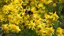 Die gelben Blüten des Jakobskreuzkrauts sehen ansprechend aus