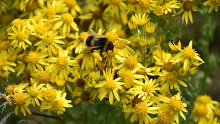 Die gelben Blüten des Jakobskreuzkrauts sehen ansprechend aus