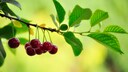 Es gibt einige Kirschsorten, die sich gut für den eigenen Garten eignen