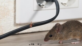 Im Haushalt können Mäuse großen Schaden anrichten