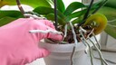 Luftwurzeln von Orchideen