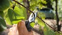 Obstbaum schneiden