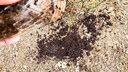 Kaffeesatz muss keineswegs nach dem Aufbrühen entsorgt werden. Manche Pflanzen kann man damit düngen, andere wiederum vertragen ihn nicht.