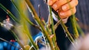 Rosen im Herbst schneiden