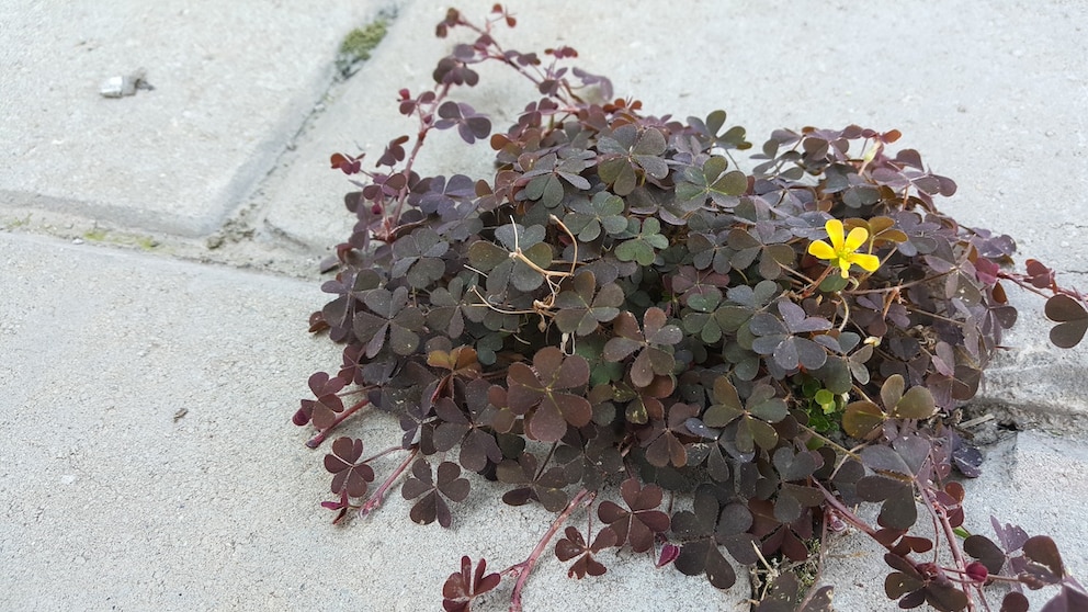 Sauerklee (Oxalis corniculata) im Garten ist selten gern gesehen