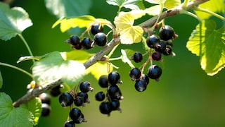 Schwarze Johannisbeeren