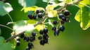 Schwarze Johannisbeeren