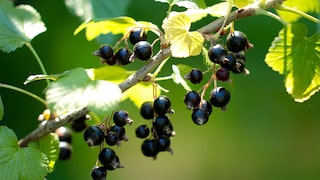 Schwarze Johannisbeeren