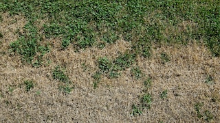Im Sommer kann der Rasen schnell Schäden davontragen. Was kann man tun?