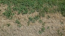 Im Sommer kann der Rasen schnell Schäden davontragen. Was kann man tun?