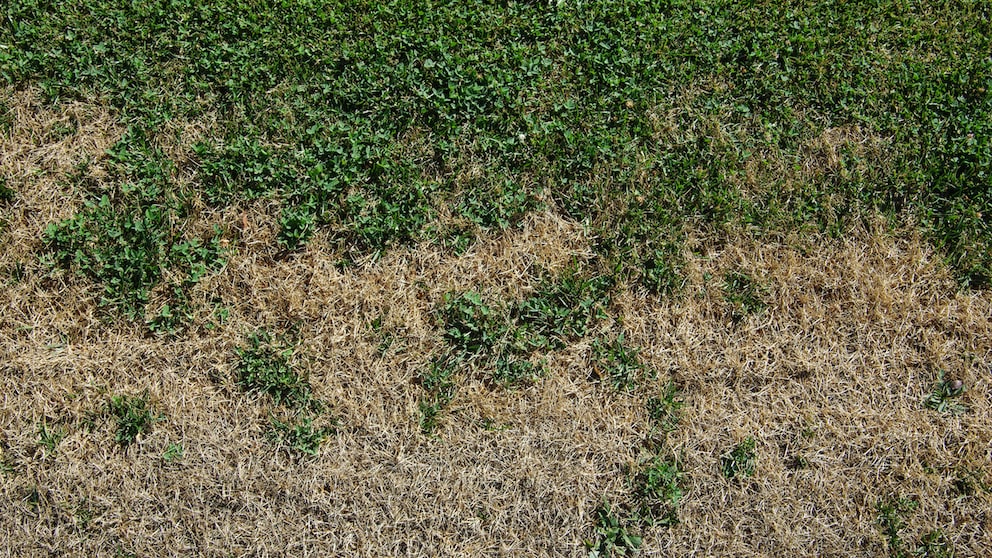 Im Sommer kann der Rasen schnell Schäden davontragen. Was kann man tun?