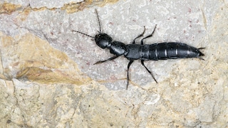 Schwarzer Moderkäfer auf einem Stein