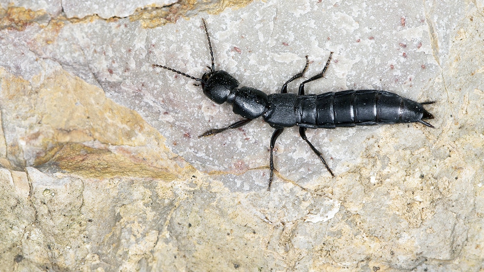 Schwarzer Moderkäfer auf einem Stein