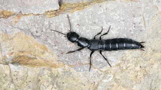 Schwarzer Moderkäfer auf einem Stein