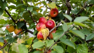 Werden die Äpfel am Baum einfach nicht groß, können verschiedene Gründe dahinter stecken