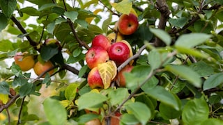 Werden die Äpfel am Baum einfach nicht groß, können verschiedene Gründe dahinter stecken