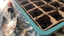 Die Gartensaison findet nicht nur in den warmen Monaten statt, auch wenn es kälter wird, kann man noch Pflanzen säen und ernten