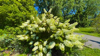 Anders als andere Hortensien-Sorten verträgt die Rispen-Hortensie im September einen Schnitt