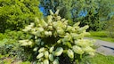 Anders als andere Hortensien-Sorten verträgt die Rispen-Hortensie im September einen Schnitt