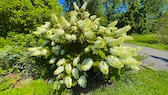 Anders als andere Hortensien-Sorten verträgt die Rispen-Hortensie im September einen Schnitt