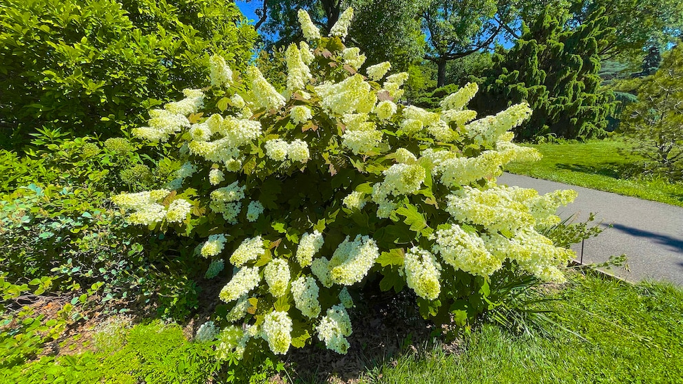 Anders als andere Hortensien-Sorten verträgt die Rispen-Hortensie im September einen Schnitt