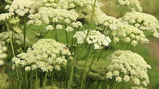 Die zahlreichen kleinen, weißen Blüten sind besonders bei Insekten beliebt