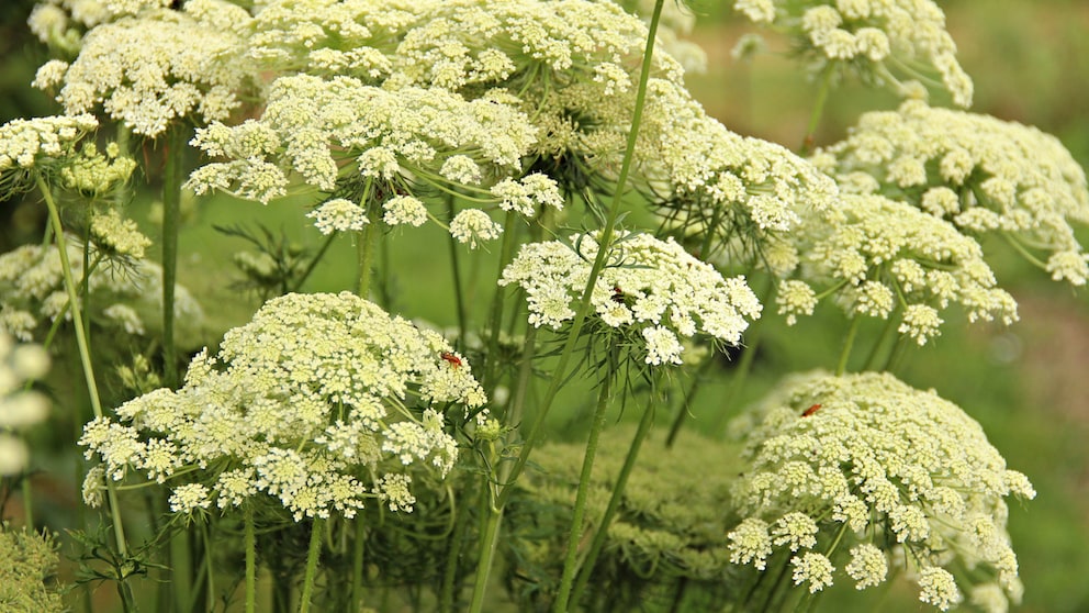 Die zahlreichen kleinen, weißen Blüten sind besonders bei Insekten beliebt