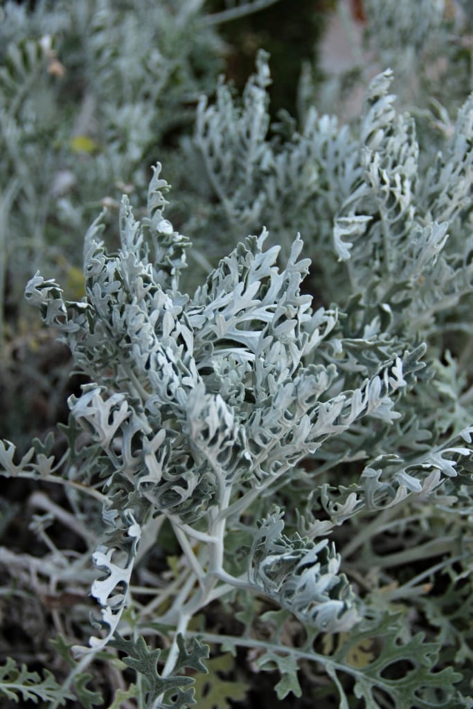 Wermut (Artemisia absinthium) gilt als Heilpflanze, kann im Garten jedoch zum Problem werden