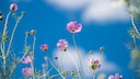 Cosmea