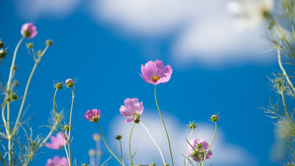 Cosmea