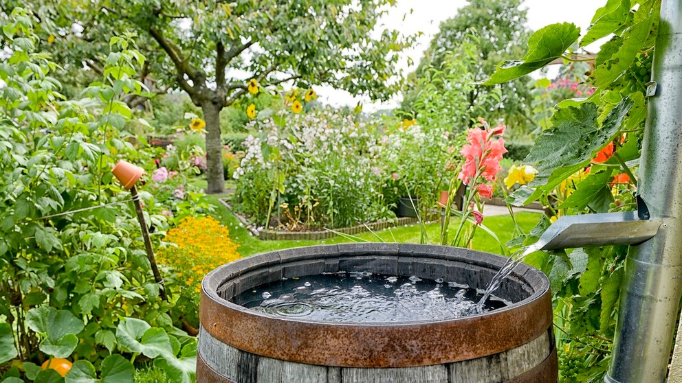 Regenwasser sammeln fehler