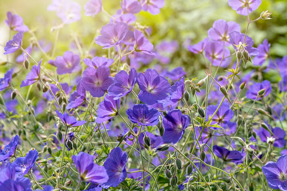 Kleine Gartenbeete können ebenfalls in kräftigen Farben strahlen, wie hier durch blauen Storchschnabel