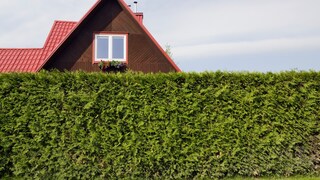 Hecke des Nachbarn vor Fenster