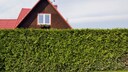 Hecke des Nachbarn vor Fenster