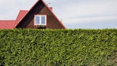 Hecke des Nachbarn vor Fenster