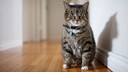 Katze im Hausflur