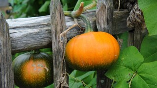 Beim Ernten von Kürbissen darf man der Pflanze keinen Schaden zufügen