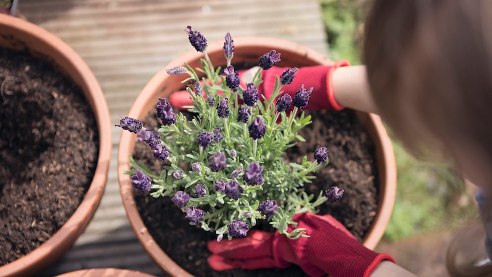 Auf dem Balkon oder im Garten ist Lavendel immer eine Bereicherung, egal für welche Sorte man sich entscheidet