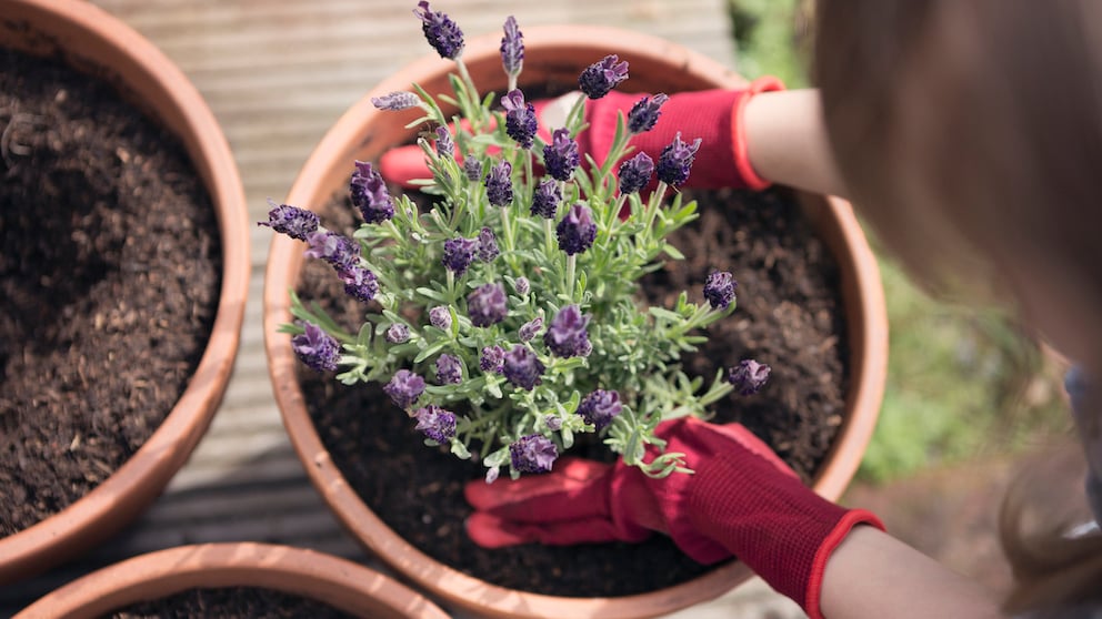 Auf dem Balkon oder im Garten ist Lavendel immer eine Bereicherung, egal für welche Sorte man sich entscheidet