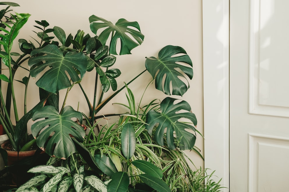 5 luftreinigende Pflanzen fr die Wohnung - myHOMEBOOK