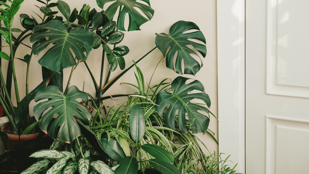 5 luftreinigende Pflanzen fr die Wohnung - myHOMEBOOK