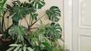 Luftreinigende Pflanzen filtern Schadstoffe aus der Luft und reichern diese mit Sauerstoff an. Dazu gehören auch Grünlilie und Monstera, wie hier im Bild.
