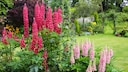 Lupinen sind klassische Sommerblumen und werten jedes Beet auf