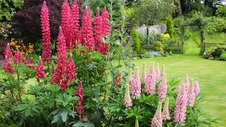 Lupinen sind klassische Sommerblumen und werten jedes Beet auf