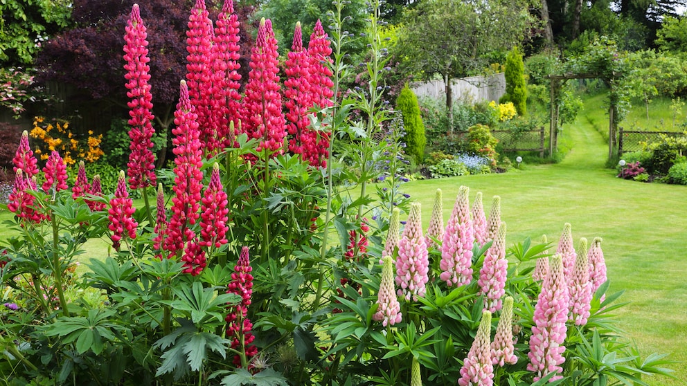 Lupinen sind klassische Sommerblumen und werten jedes Beet auf